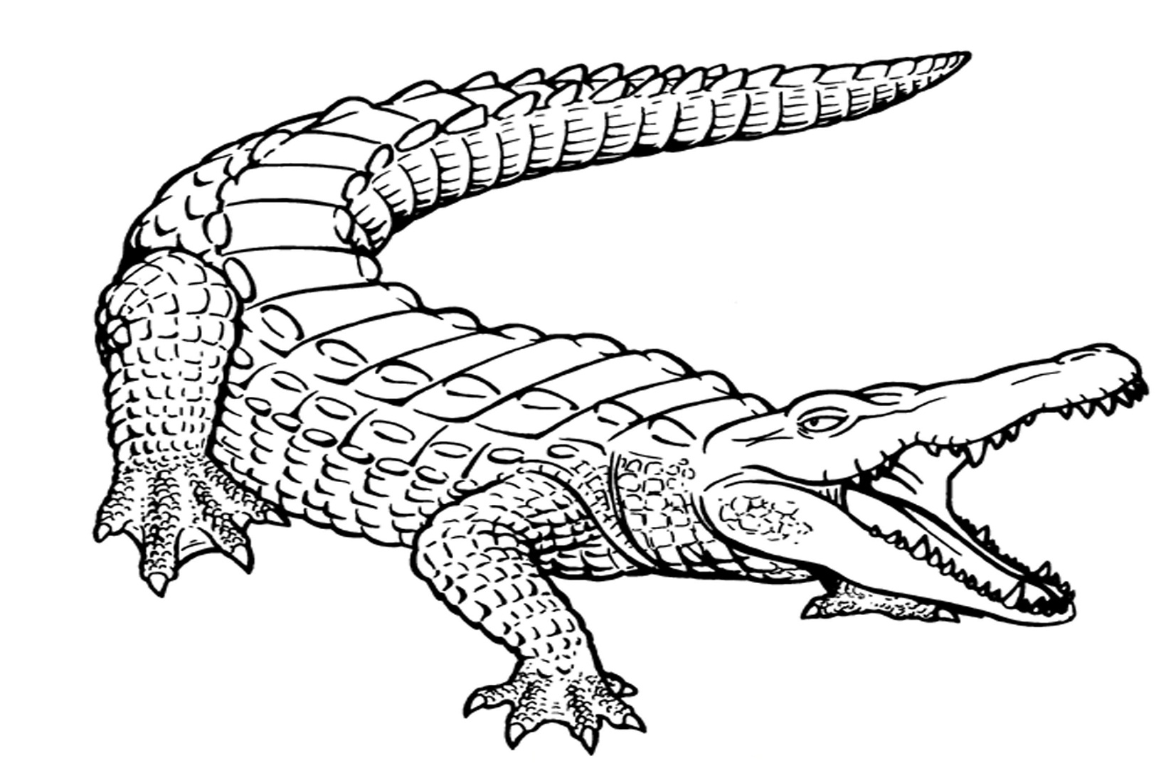 Раскраска: аллигатор (Животные) #375 - Бесплатные раскраски для печати
