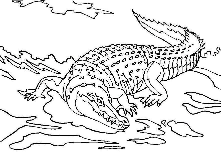 Раскраска: аллигатор (Животные) #392 - Бесплатные раскраски для печати