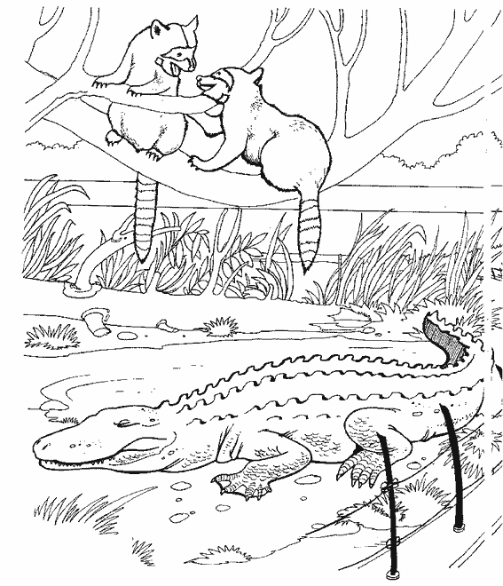 Раскраска: аллигатор (Животные) #421 - Бесплатные раскраски для печати