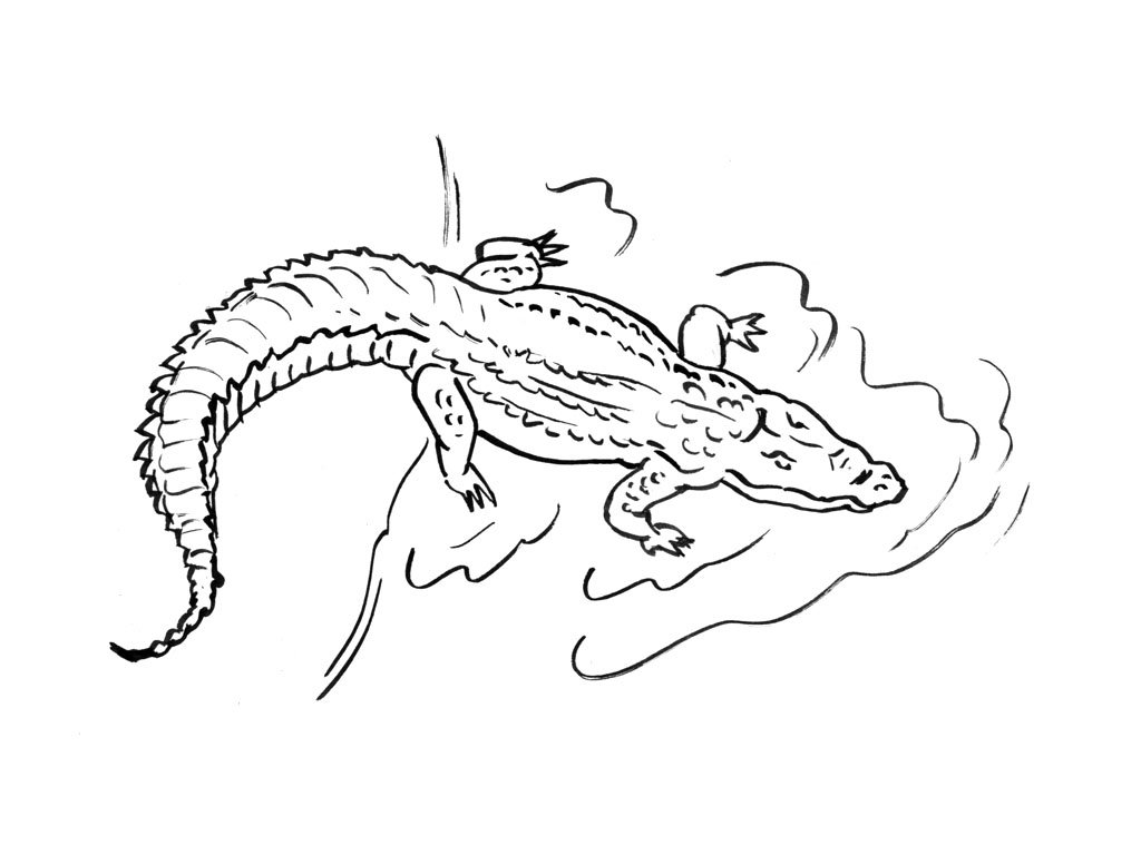 Раскраска: аллигатор (Животные) #431 - Бесплатные раскраски для печати
