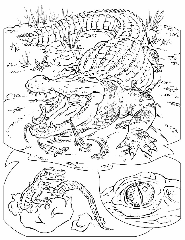 Раскраска: аллигатор (Животные) #443 - Бесплатные раскраски для печати