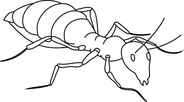 Раскраска: муравей (Животные) #6918 - Бесплатные раскраски для печати