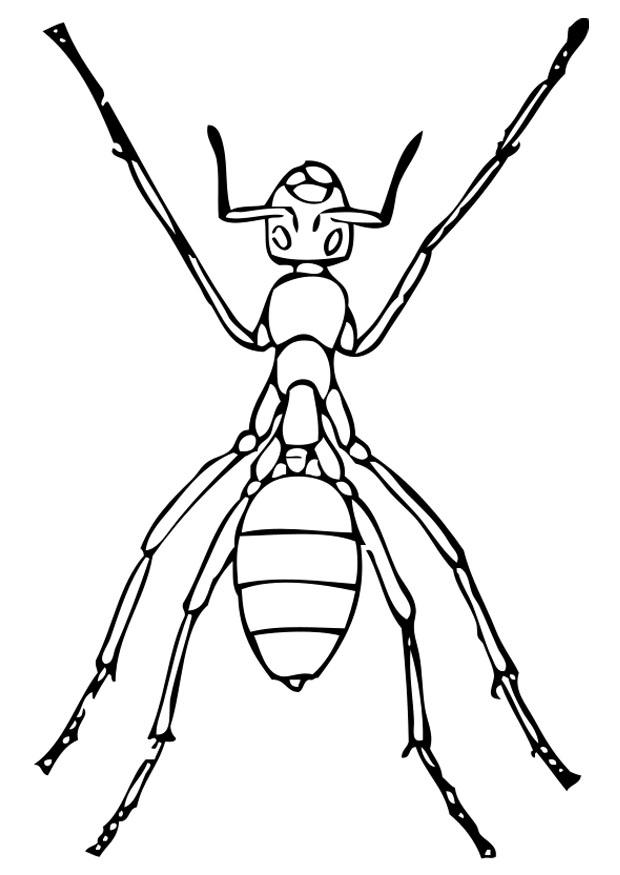 Раскраска: муравей (Животные) #6975 - Бесплатные раскраски для печати