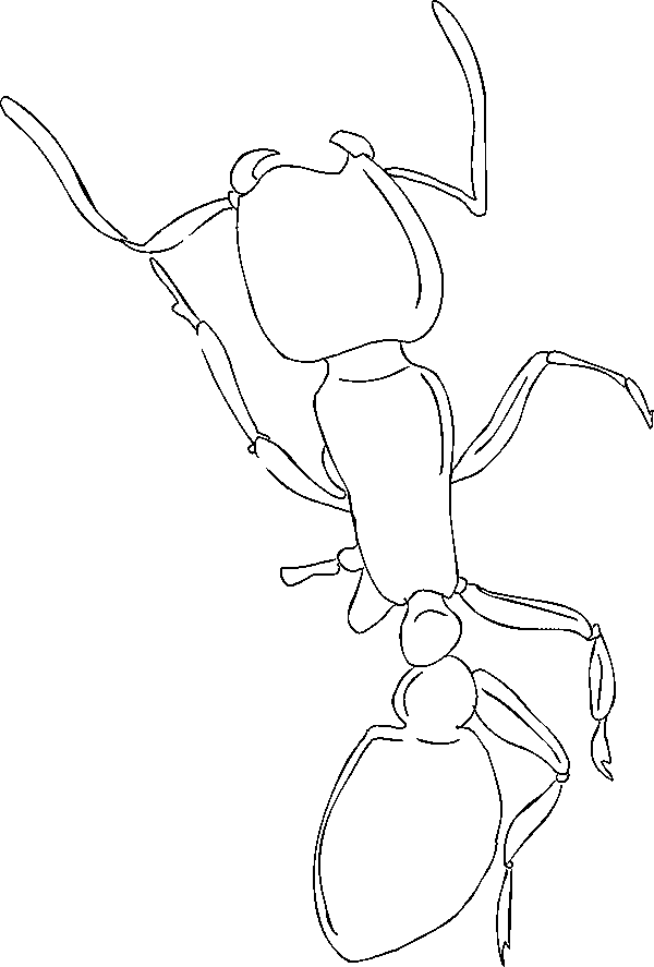 Раскраска: муравей (Животные) #6984 - Бесплатные раскраски для печати