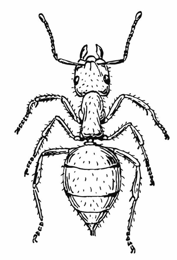 Раскраска: муравей (Животные) #7013 - Бесплатные раскраски для печати