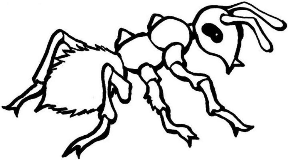 Раскраска: муравей (Животные) #7085 - Бесплатные раскраски для печати