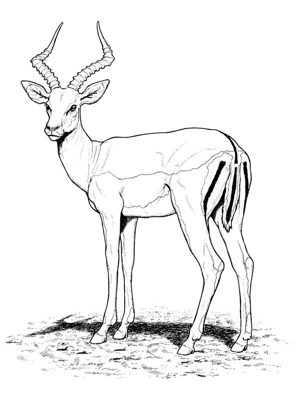 Раскраска: антилопа (Животные) #22580 - Бесплатные раскраски для печати