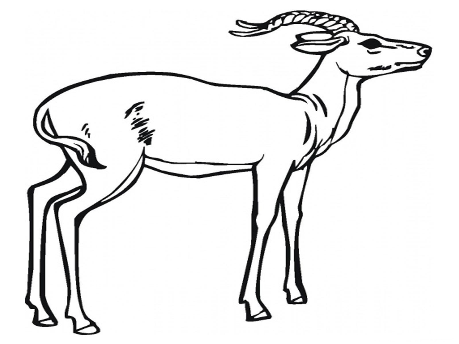 Раскраска: антилопа (Животные) #22582 - Бесплатные раскраски для печати
