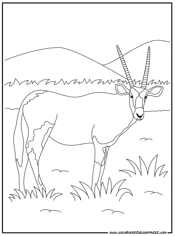 Раскраска: антилопа (Животные) #22587 - Бесплатные раскраски для печати