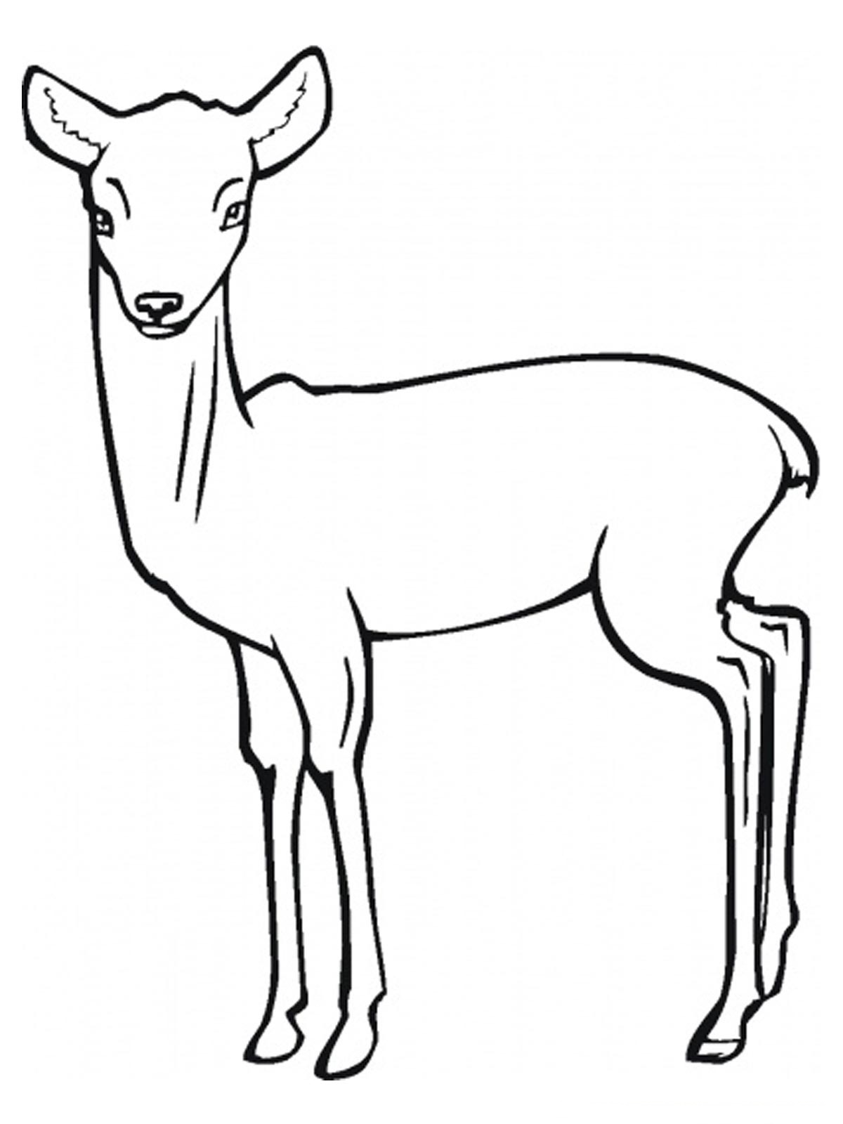 Раскраска: антилопа (Животные) #22595 - Бесплатные раскраски для печати