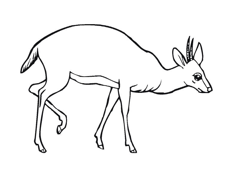 Раскраска: антилопа (Животные) #22600 - Бесплатные раскраски для печати