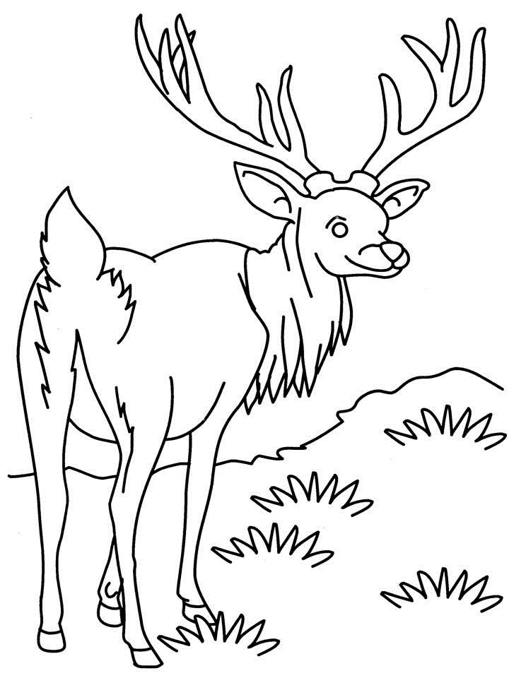 Раскраска: антилопа (Животные) #22603 - Бесплатные раскраски для печати