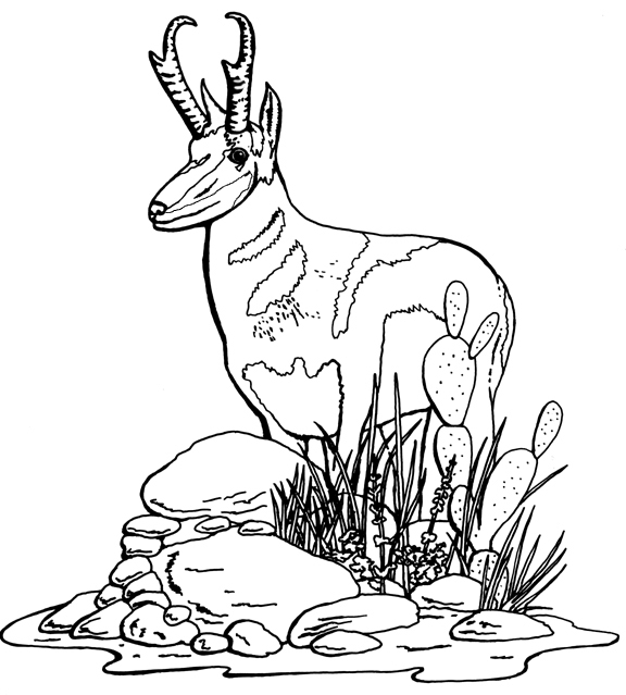 Раскраска: антилопа (Животные) #22606 - Бесплатные раскраски для печати