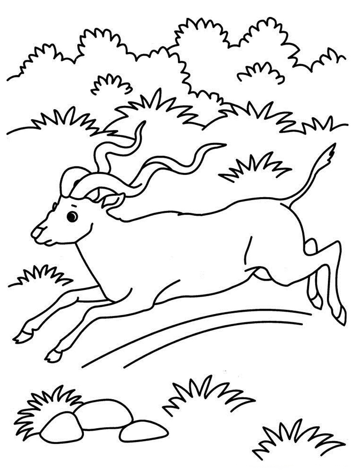 Раскраска: антилопа (Животные) #22607 - Бесплатные раскраски для печати