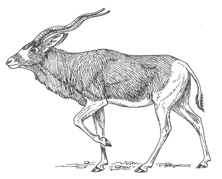 Раскраска: антилопа (Животные) #22609 - Бесплатные раскраски для печати