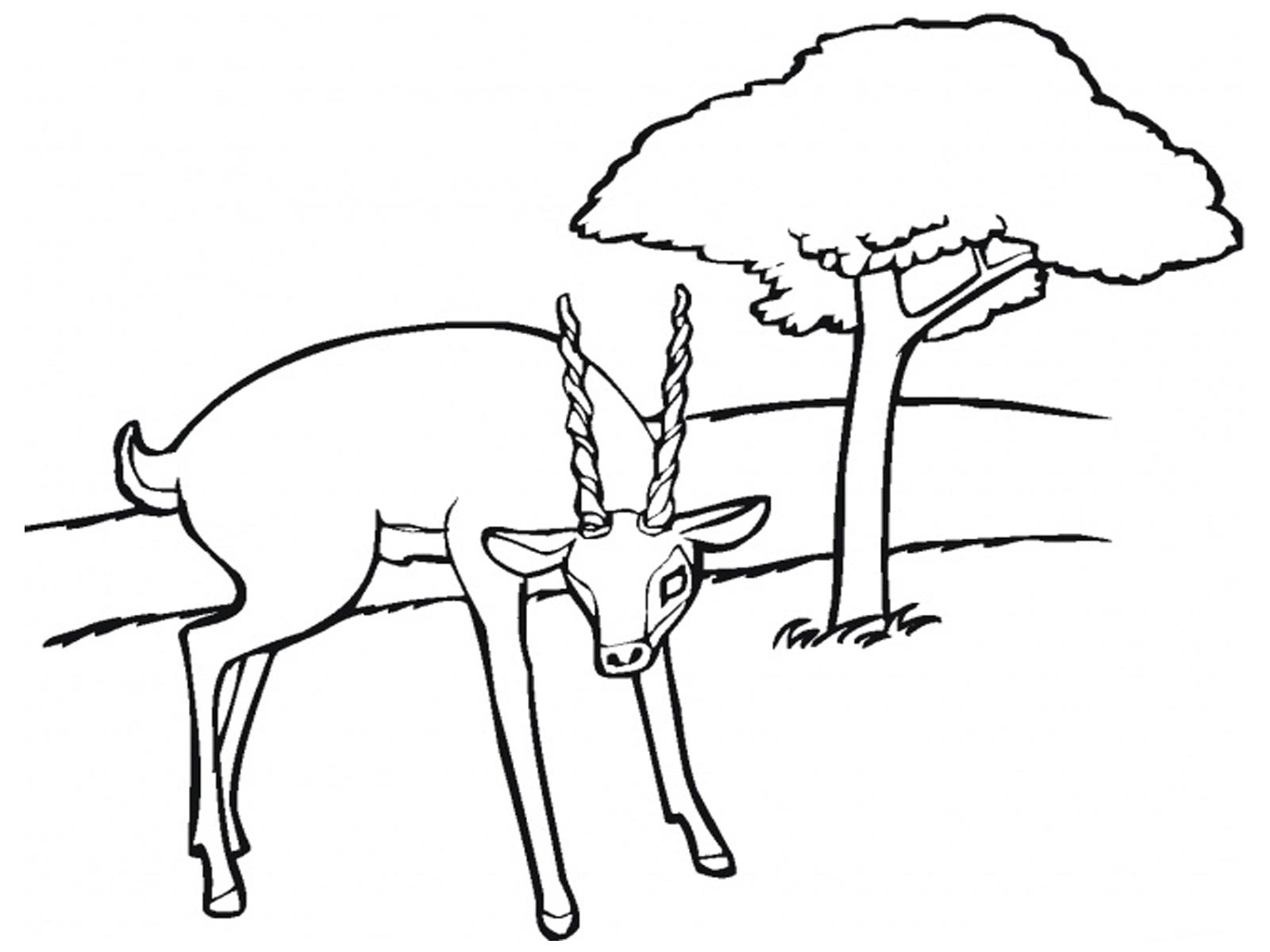 Раскраска: антилопа (Животные) #22611 - Бесплатные раскраски для печати
