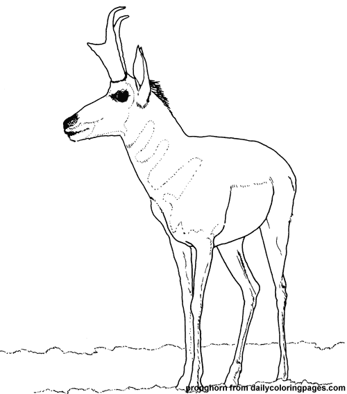 Раскраска: антилопа (Животные) #22621 - Бесплатные раскраски для печати