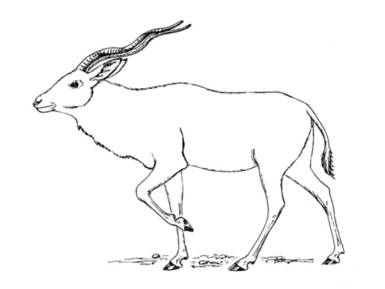 Раскраска: антилопа (Животные) #22623 - Бесплатные раскраски для печати