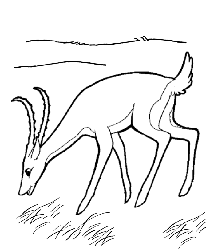 Раскраска: антилопа (Животные) #22633 - Бесплатные раскраски для печати