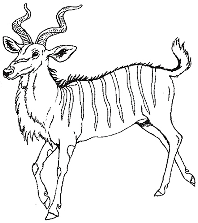 Раскраска: антилопа (Животные) #22637 - Бесплатные раскраски для печати