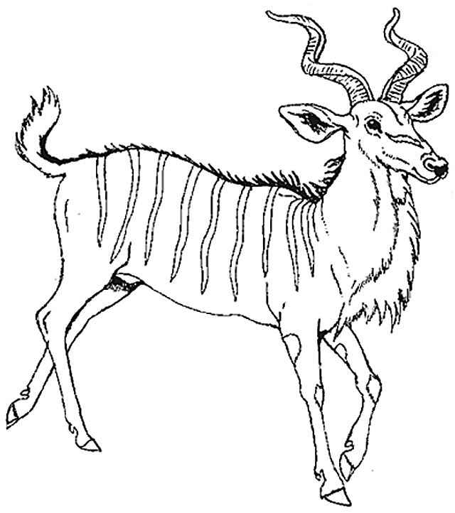 Раскраска: антилопа (Животные) #22645 - Бесплатные раскраски для печати