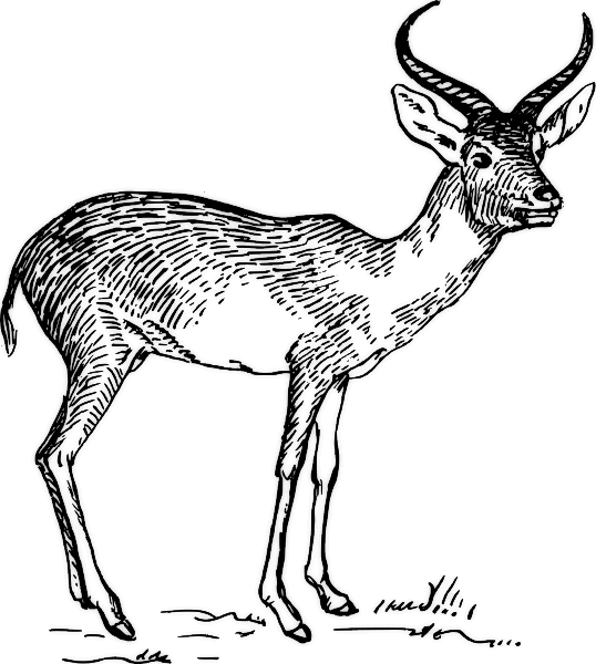 Раскраска: антилопа (Животные) #22648 - Бесплатные раскраски для печати