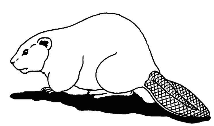 Раскраска: бобр (Животные) #1596 - Бесплатные раскраски для печати