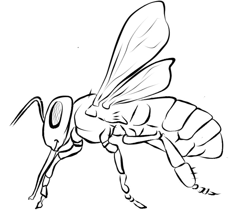 Раскраска: пчела (Животные) #125 - Бесплатные раскраски для печати