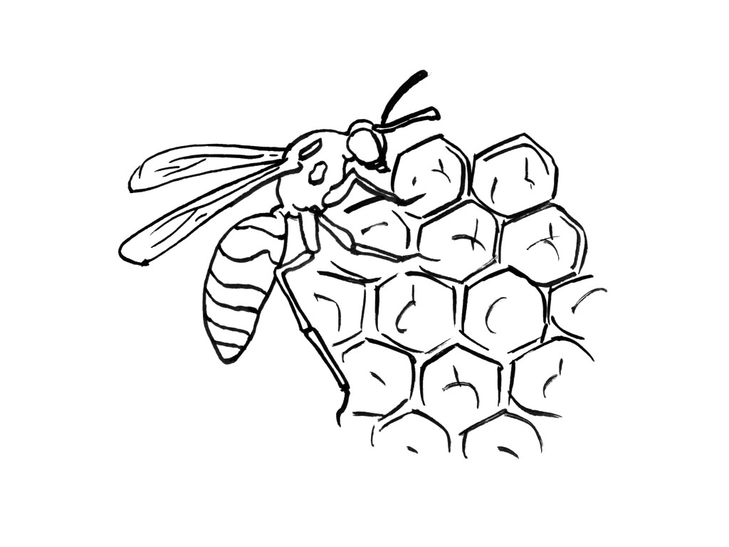Раскраска Пчела – Развивающие иллюстрации