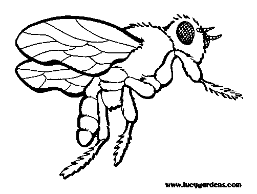 Раскраска: пчела (Животные) #161 - Бесплатные раскраски для печати