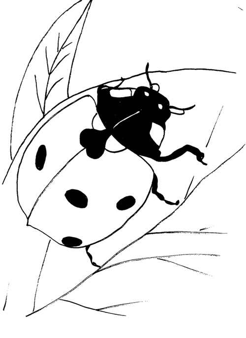 Раскраска: божья коровка (Животные) #3432 - Бесплатные раскраски для печати
