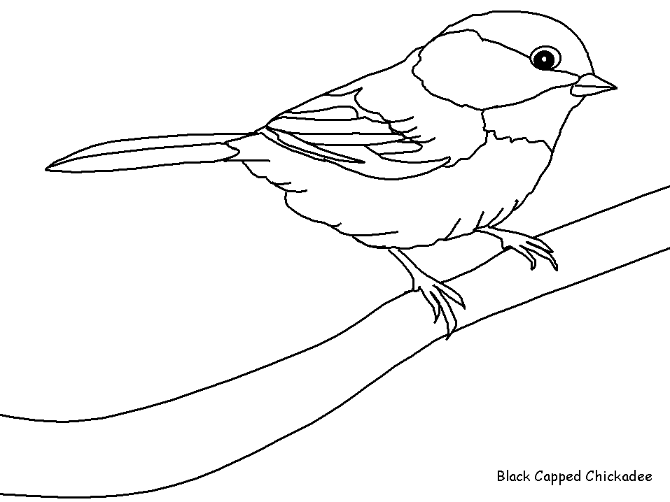 Раскраска: домашняя птица (Животные) #11845 - Бесплатные раскраски для печати