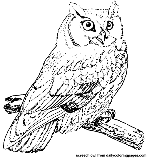 Раскраска: домашняя птица (Животные) #11855 - Бесплатные раскраски для печати