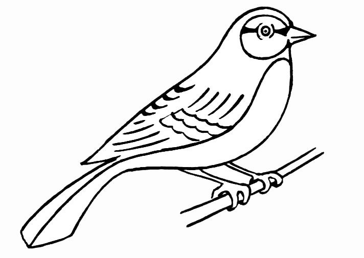 Раскраска: домашняя птица (Животные) #11861 - Бесплатные раскраски для печати