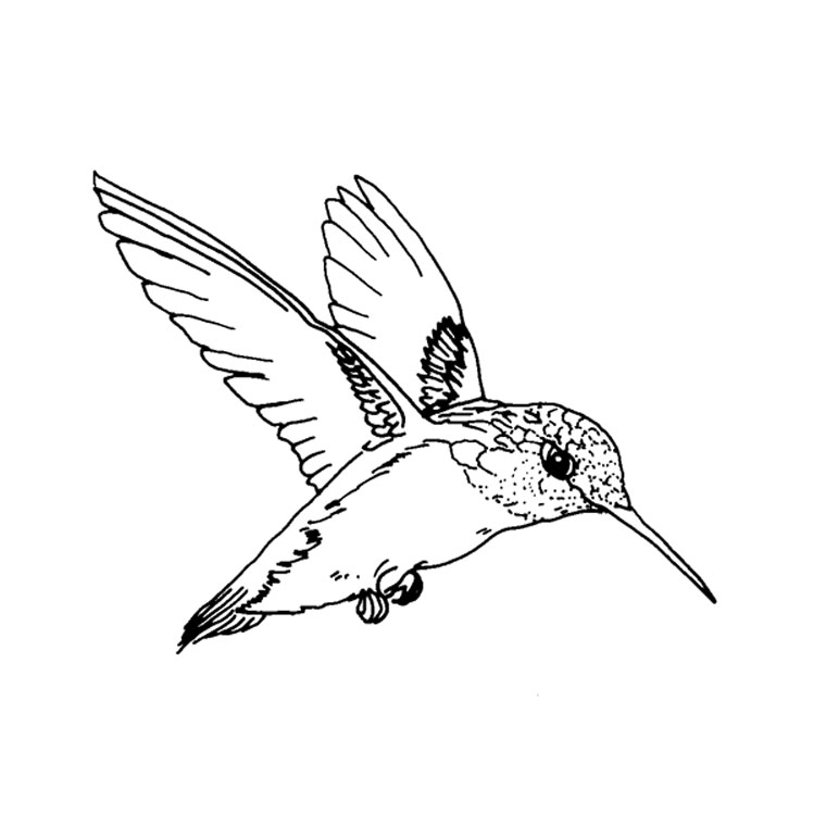 Раскраска: домашняя птица (Животные) #11864 - Бесплатные раскраски для печати