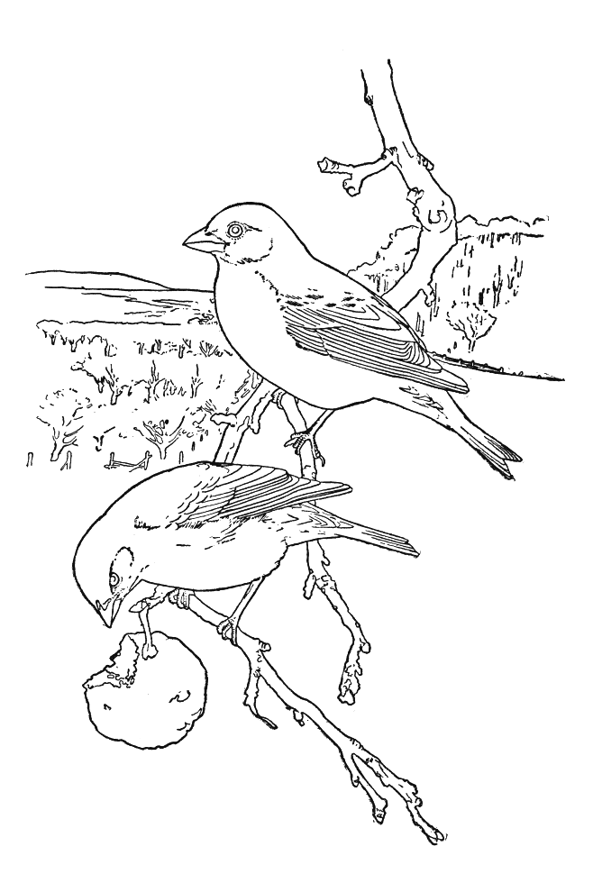 Раскраска: домашняя птица (Животные) #11872 - Бесплатные раскраски для печати