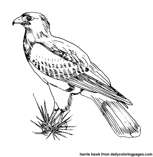 Раскраска: домашняя птица (Животные) #11873 - Бесплатные раскраски для печати