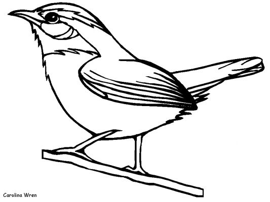 Раскраска: домашняя птица (Животные) #11882 - Бесплатные раскраски для печати