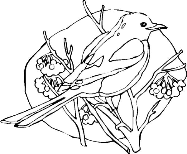 Раскраска: домашняя птица (Животные) #11888 - Бесплатные раскраски для печати