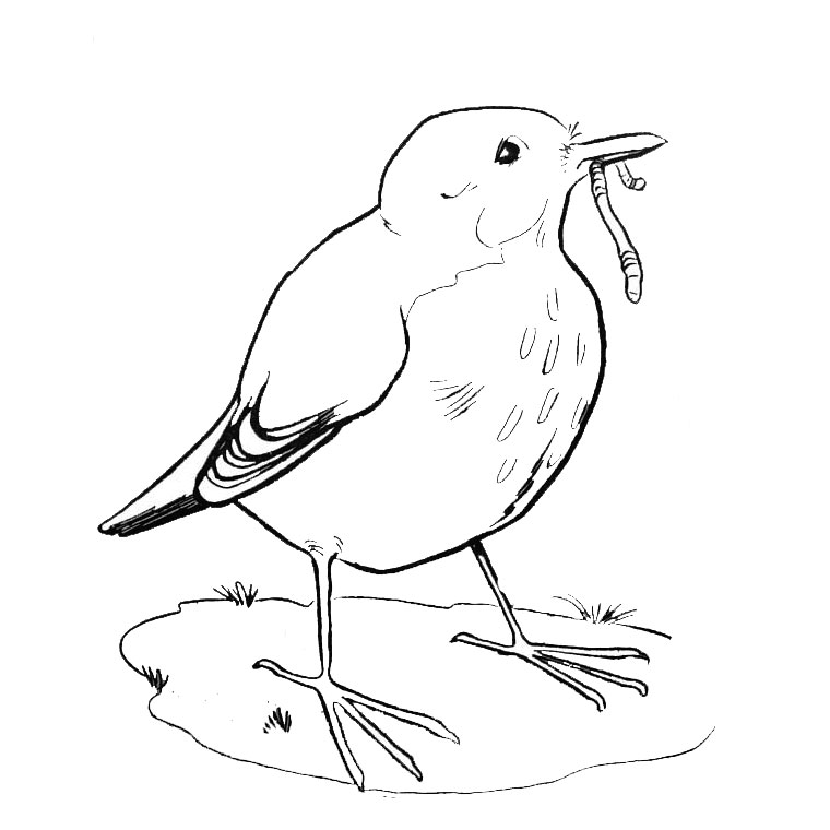 Раскраска: домашняя птица (Животные) #11896 - Бесплатные раскраски для печати