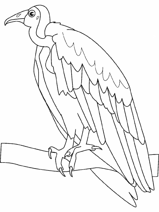 Раскраска: домашняя птица (Животные) #11914 - Бесплатные раскраски для печати