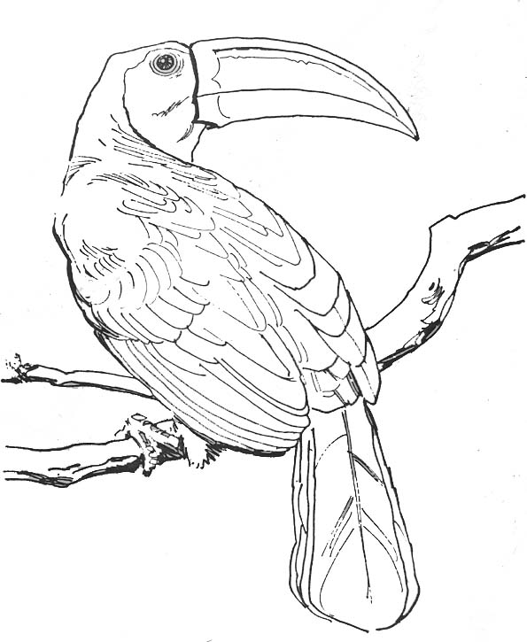 Раскраска: домашняя птица (Животные) #11919 - Бесплатные раскраски для печати