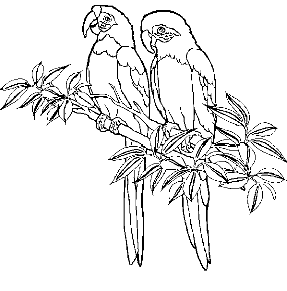 Раскраска: домашняя птица (Животные) #11927 - Бесплатные раскраски для печати