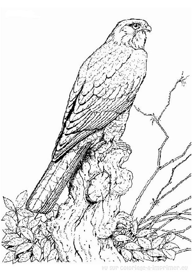 Раскраска: домашняя птица (Животные) #11935 - Бесплатные раскраски для печати