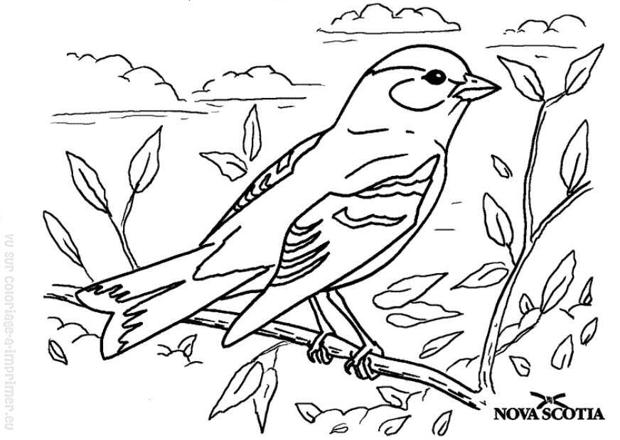 Раскраска: домашняя птица (Животные) #11936 - Бесплатные раскраски для печати
