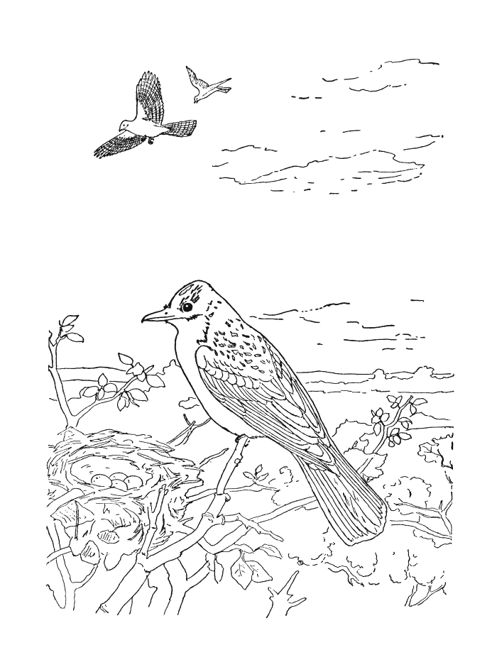 Раскраска: домашняя птица (Животные) #11938 - Бесплатные раскраски для печати
