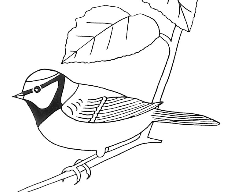 Раскраска: домашняя птица (Животные) #11960 - Бесплатные раскраски для печати