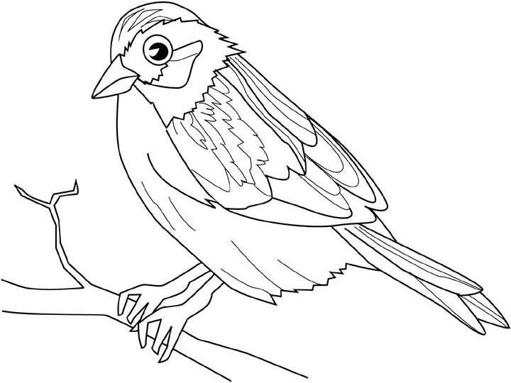 Раскраска: домашняя птица (Животные) #11961 - Бесплатные раскраски для печати