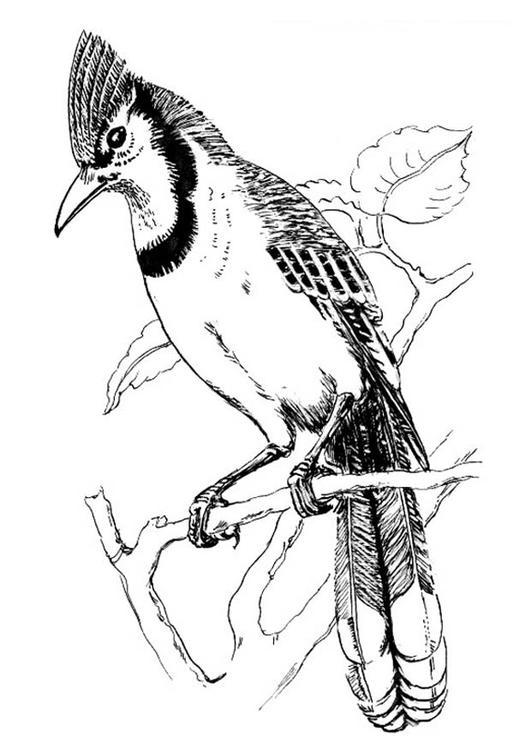 Раскраска: домашняя птица (Животные) #11964 - Бесплатные раскраски для печати
