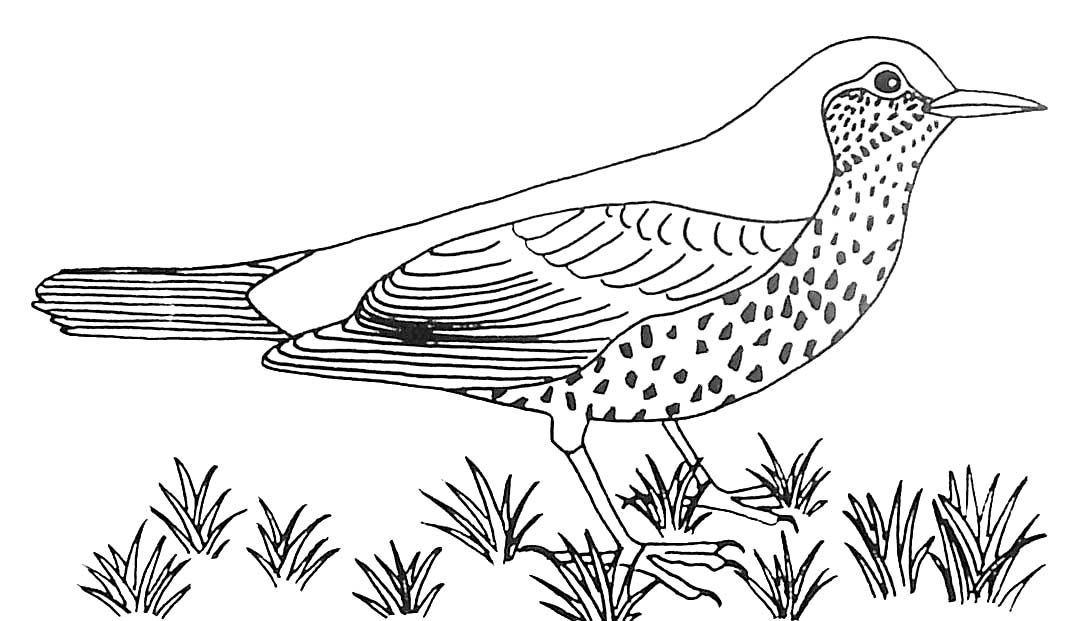 Раскраска: домашняя птица (Животные) #11973 - Бесплатные раскраски для печати